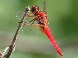 Neon Skimmer - Erythemis vesiculosa